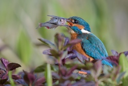 Kingfisher Hunting Click