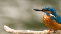 Kingfisher Macro 4K Photography