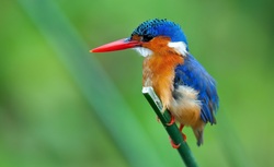 Kingfisher Macto Photohraphy