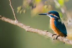 Kingfisher on Tree Branch
