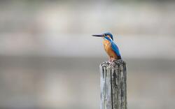 Kingfisher on Wooden Bamboo Pic
