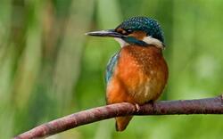 Kingfisher Sitting On Branch