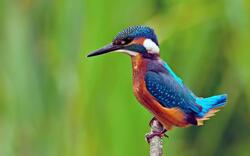 Kingfisher Standy Look Photo