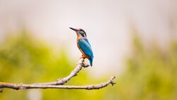 Kingfisher Wallpaper Download