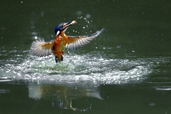 Kingfisher Water Splash