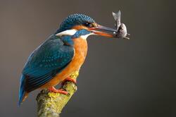 Kingfisher with Fish Bird Image