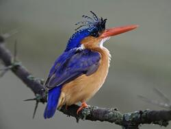 Kingfisher With Sharp Beak Photo