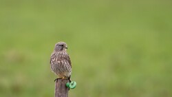 Kite Bird Child on Wooden Piller Photo
