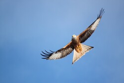 Kite Bird Flying Wallpaper