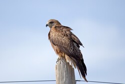 Kite Bird Seating on Wooden Role