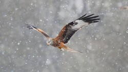 Kite Flying During Snowfall
