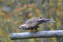 Kite Sitting on Wood