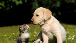 Kitten And Puppy on Grass