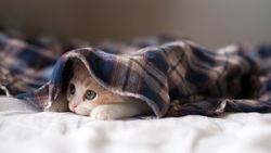 Kitten Cat Under The Bed sheet