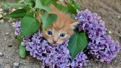 Kitten in Lilac Flowers Branches