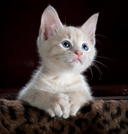 Kitten on Leopard Print Textile