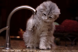 Kitten Play with Kitchen Faucet