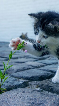 Kitten Smelling Flower