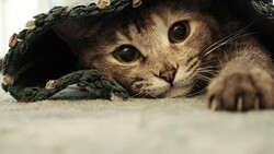 Kitten Under Floor Clothe Photo