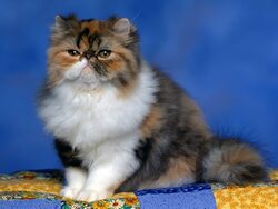 Kitten With Blue Background