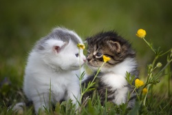 Kittens Friends Forever