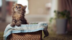 Kitty Inside The Basket