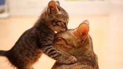 Kitty Love With Mother Cat