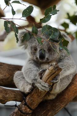 Koala Mobile Wallpaper