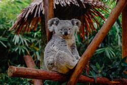 Koala on Wooden Home
