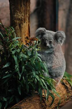 Koala Photo