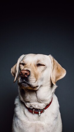 Labrador Dog Mobile Wallpaper