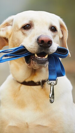 Labrador Holding Things in Mouth