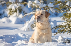 Labrador Retriever Dog in Snow