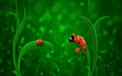 Ladybug and Chameleon Insect Wallpaper