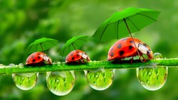 Ladybug with Umbrella Photo
