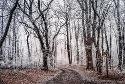 Landscape Forest Trees in Winter Season