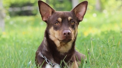 Lapponian Herder Dog Sitting on Grass Photo