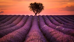 Lavender Field 4k