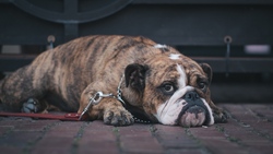 Lazy Bulldog Dog HD Wallpaper