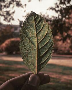 Leaf in Hand Wallpaper