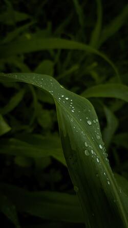 Leaf Macro Photo