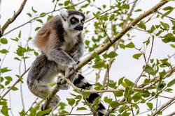 Lemur Animal on Tree Photo