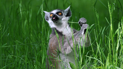 Lemur in Green Grass