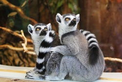 Lemurs Animal Photo