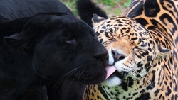 Leopard and Black Panther Friendship