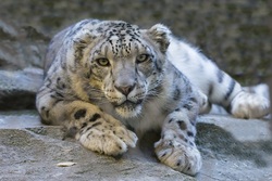 Leopard Animal in Forest Photo