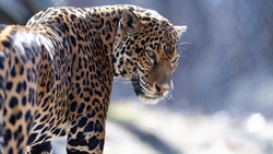 Leopard Animal in Snow HD Wallpaper