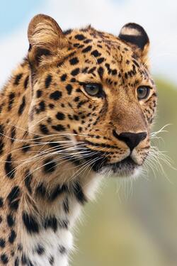 Leopard Animal Mobile Image Download