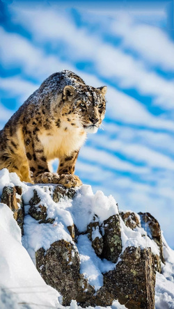 Leopard Animal on Snow
