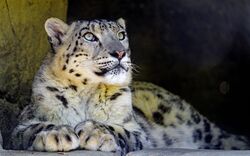 Leopard Baby HD Wallpaper